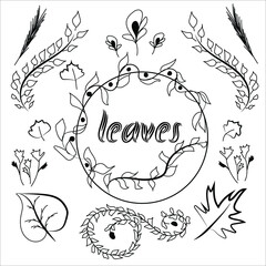 Set of vector leaves and curls. Isolated over white background. Illustration of different leaves for decoration. Vector image suitable for website, blog, postcard and notepad.