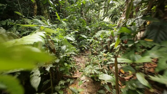 Steadicam point of view walking in jungle path, Malaysia