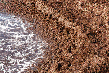 Coastline with Posidonia Oceanica on a mediterranean beach in Sardinia Italy