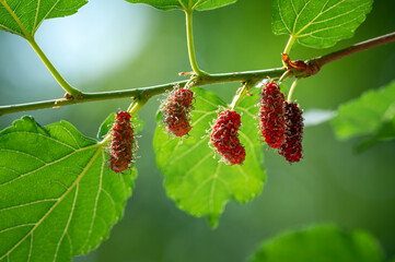 Fresh mulberry fruits on tree