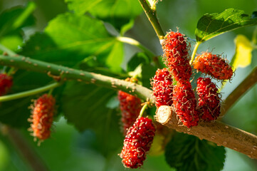 Fresh mulberry fruits on tree