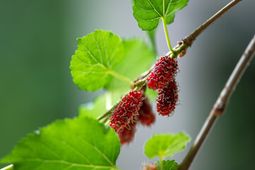 Fresh mulberry fruits on tree