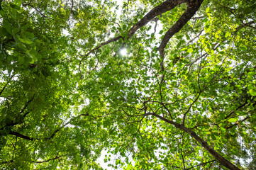 Obraz premium Scenic view of very big and tall tree in the forest