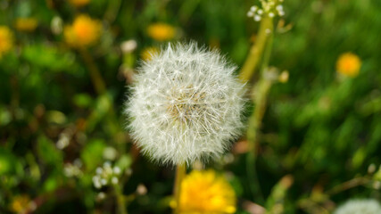 white dandelion in the grass