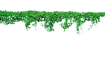 Vine on a pole on a white background