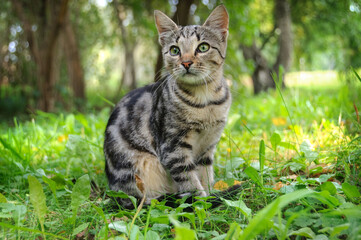 Naklejka na ściany i meble Striped kitten on a green natural background. Selective focus.