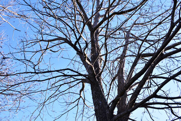 tree branches against blue sky