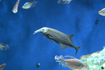 とてもユニークなエレファントノーズが食べ物を探して泳ぐ風景