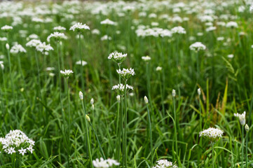 Chinese Chive flower field