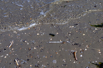Muscheln