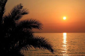Fototapeta na wymiar Palm tree silhouette in front of adriatic sunset