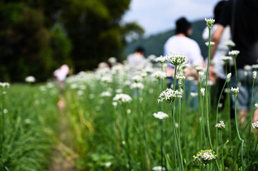 Taoyuan, Taiwan - SEP 08, 2019: People in the Chinese Chive flower field.