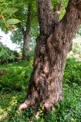 Ostrya carpinifolia Hopfenbuche