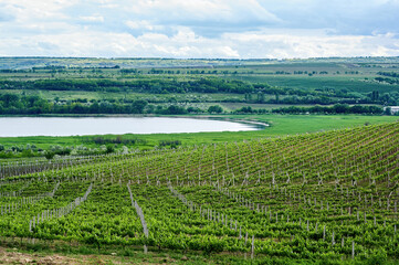 Growing vineyards in Moldova