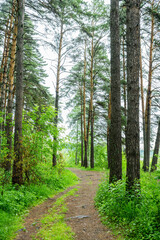 Fototapeta premium Pathway through beautiful summer forest with different trees