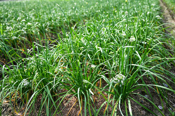 Obraz premium Chinese Chive flower field