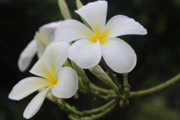 Fototapeta na wymiar white and yellow flower, Beauty in nature