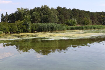 Fototapeta na wymiar lake in the forest Dnieper River, Kiev Sea