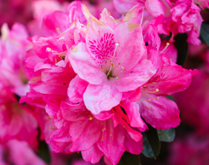 Pink Azalea on a Warm Summer Day