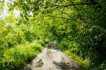 Fototapeta na wymiar Pathway through beautiful summer forest with different trees