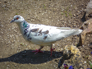white Columbidae macro close up