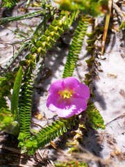 Purple flower in Milho Verde district of Diamantina Brazil