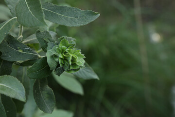 Camellia galls. Green rose