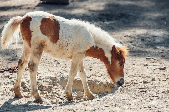 Portrait of a little pony, photo shoot of a pony fallen in the dust