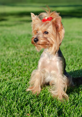 Dog pet Yorkshire Terrier on a walk in the park on summer day