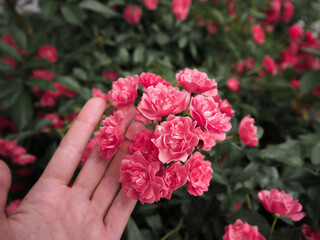 Female hand holds a hat of small buds of spray roses of pink shades on a background of foliage. Flora of Russia. Beautiful garden bush
