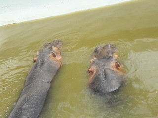 Fototapeta premium Hippos in Zoo in Cordoba Argentina South America 2019