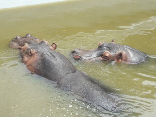 Hippos in Zoo in Cordoba Argentina South America 2019