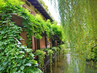 Ivy covered wall next to the river