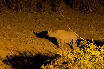A rhino at evening in Etosha park
