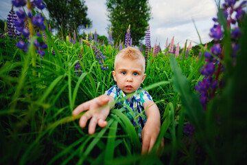 A cute little boy poses on a beautiful summer background of wild lupine flowers. The terrified toddler reaches for the photographer. Artistic bokeh.