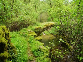 moss covered small bridge in the forest