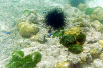 Naklejka na ściany i meble A huge sea urchin