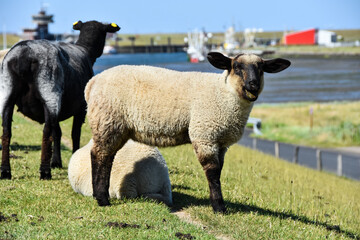 Sheep in a meadow in Büsum mows at the camera