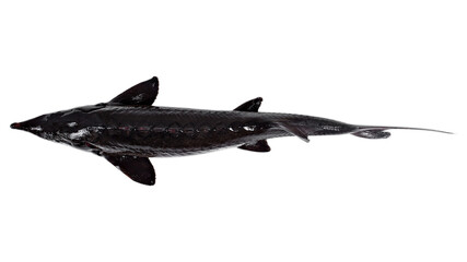 Fresh sterlet or sturgeon fish isolated on white background. different views