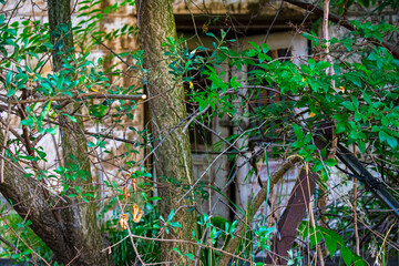 Obraz premium deserted house ruin behind tree branches