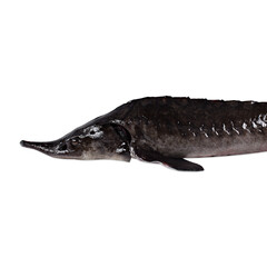 Fresh sterlet or sturgeon fish isolated on white background. different views