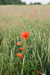 Obraz premium Beautiful poppy field. Red poppies in the field.