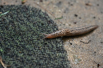 Brown slug snail crawling from concrete onto a rug