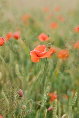 Beautiful poppy field. Red poppies in the field.