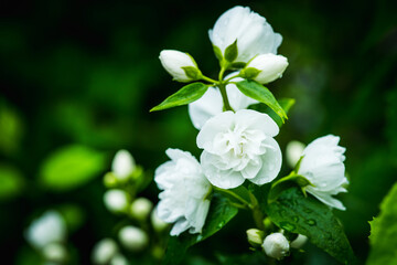 Obraz na płótnie Canvas Jasmine white blossom branches. Selective focus. 