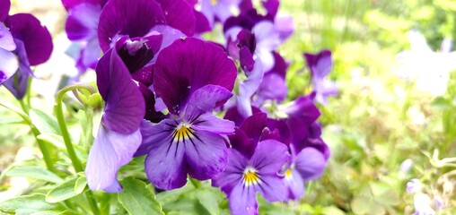 Flowers in a scottish garden