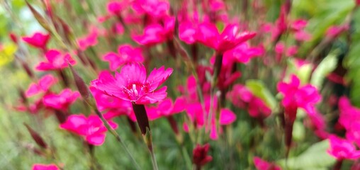 Obraz na płótnie Canvas Flowers in a scottish garden
