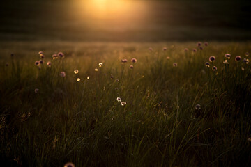 Amazing Altai. Sunset View of a steppe at the plateau Ukok. Travel to Russia. Mountain hiking in the Altai republic. Active holiday with family and friends. 