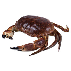 Fresh crab on white background