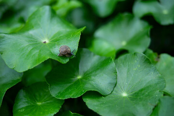 A small snail is eating the gotu kola leaves.